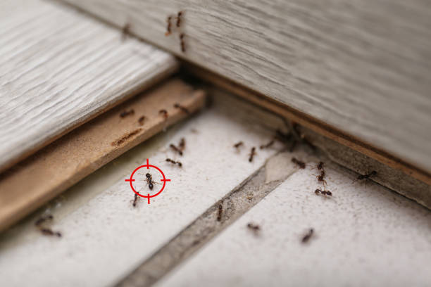 Flea Control Services in Spring Park, MN