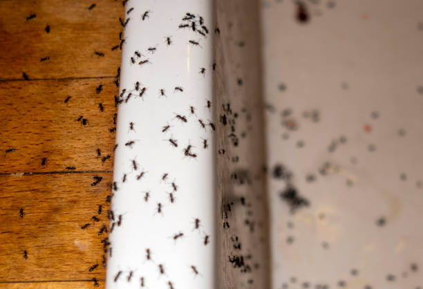 Best Pest Control for Restaurants  in Spring Park, MN