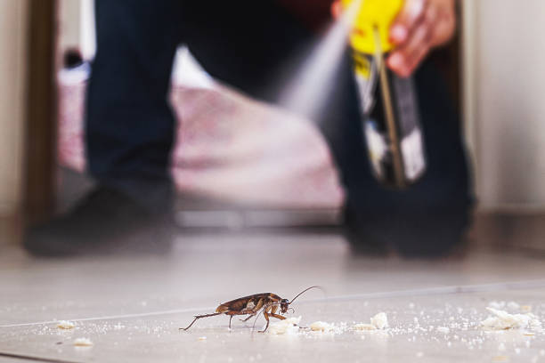 Best Termite Control Services  in Spring Park, MN